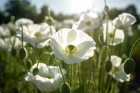 White Poppy Flower Meaning, Symbolism & Spiritual Significance ...