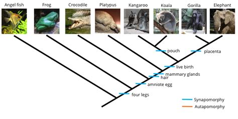 2.3 Character Mapping | Digital Atlas of Ancient Life