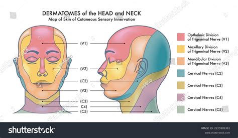 Medical Diagram Dermatomes Head Neck Stock Illustration 2225909381 ...