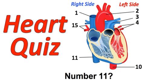 Circulatory System Musical Quiz (Heart Quiz) - YouTube