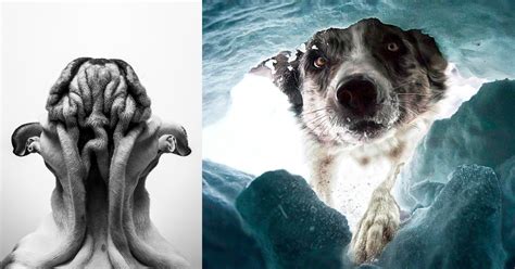 Rescue Dogs and Dozing Puppies: Winners of the Dog Photography Awards ...