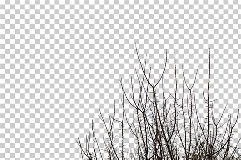 Branch Tree Desktop PNG, Clipart, Black And White, Branch, Computer ...