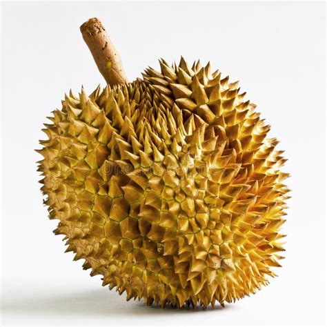 Durian Fruit From Thailand. Stock Photo - Image: 26635178