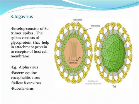 Animal viruses