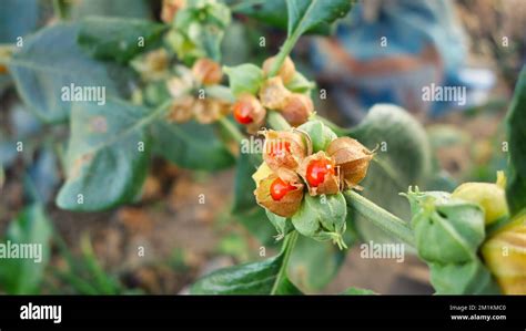 Withania somnifera plant. Commonly known as Ashwagandha (winter cherry ...