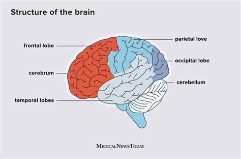 Parts Of Frontal Lobe