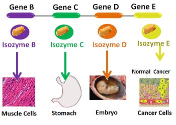 Isozymes | Definition, Importance & Examples - Lesson | Study.com