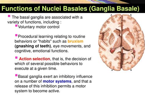 PPT - Basal Nuclei (Ganglia) PowerPoint Presentation, free download - ID:5963436