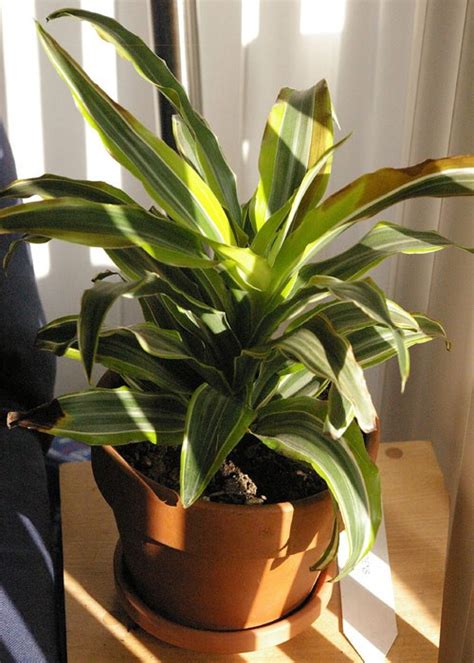 Warneck Dracaena Plant Benefits - Air Quality Testing Experts