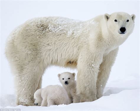 Adorable polar bears cubs clamber on mom in Canada | Daily Mail Online