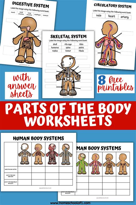 8 Human Body Systems Worksheets For Kids (free)