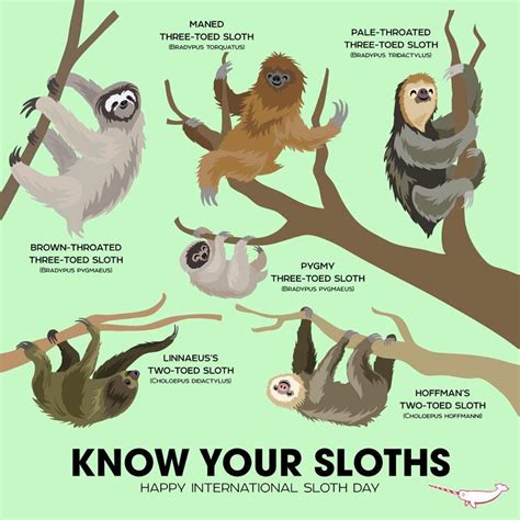 Image result for sloth anatomy | Cute baby sloths, Sloth lovers, Sloth