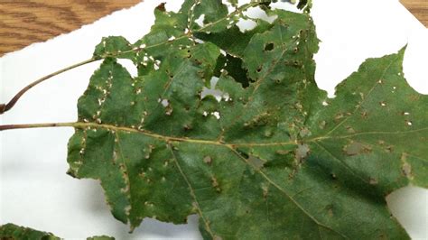 Oak disease? – PlantDOC