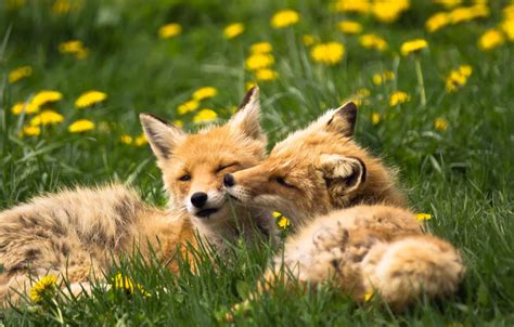 Wallpaper animals, summer, grass, nature, Fox, dandelions images for ...