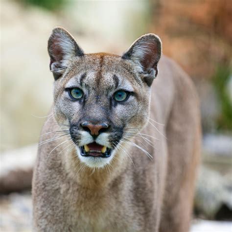 Number of people report seeing 'dangerous' Puma cat on streets in two ...