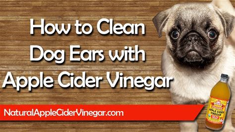 How to Naturally Clean Dog Ears with Apple Cider Vinegar - YouTube