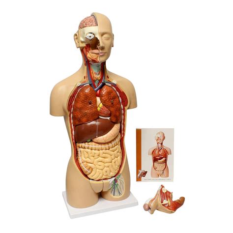 MonMed Human Torso Model – Life Size Human Body Model Anatomy Doll with ...