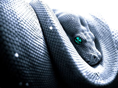 🔥 [47+] Snake Wallpapers HD | WallpaperSafari