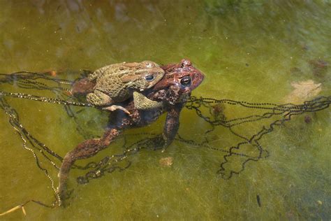 american-toad-239417.jpg | Cornell Wildlife Health Lab