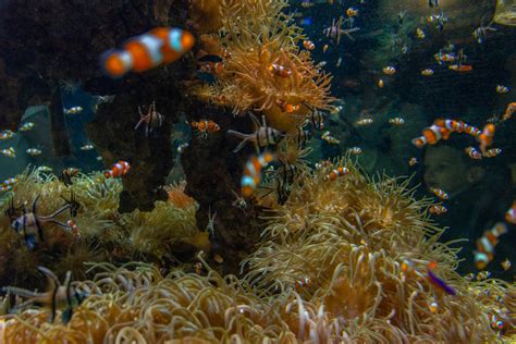 Close-Up Photo of Clownfish Near a Coral Reef · Free Stock Photo