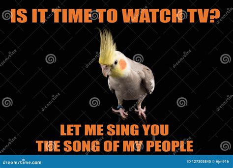 Funny Parrot Meme, You Want To Watch TV?, Let Me Sing You the Song of My People. Cool Memes and ...