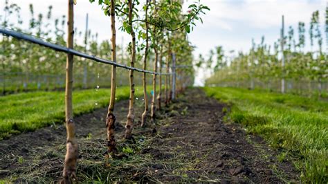 propagation with cuttings Artigos - Wikifarmer