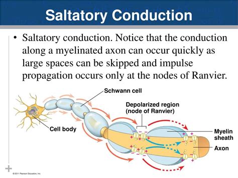 PPT - Nervous System: Part I Introduction to the Nervous System ...