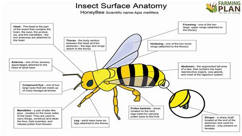 Honey bee body parts external and internal anatomy – Artofit