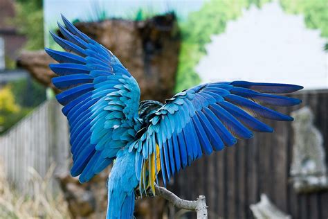 Blue Macaw Parrot Spreading Wings | Blue macaw, Bird, Animals