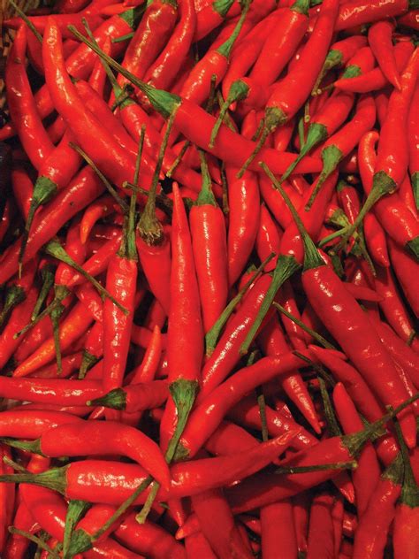 Tabasco | Spicy Pepper, Heirloom Variety, Louisiana | Britannica