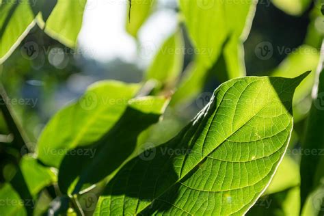 Green leaves close up. 13086404 Stock Photo at Vecteezy