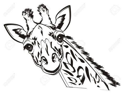 Download Funny Giraffe Pictures | Wallpapers.com