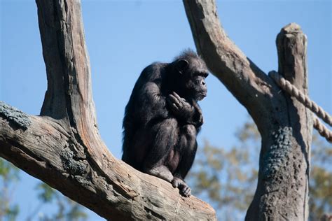 Chimpanzee Habitat | Photos from the new African Forest Exhi… | Flickr - Photo Sharing!