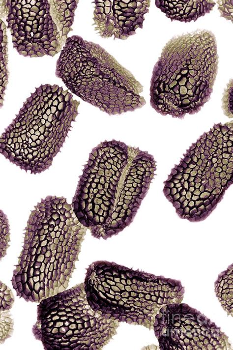 Seeds Of Foxglove Photograph by Dr Jeremy Burgess/science Photo Library ...