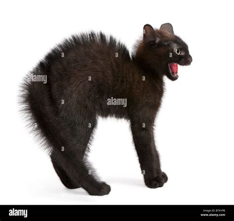 Frightened black cat isolated hi-res stock photography and images - Alamy