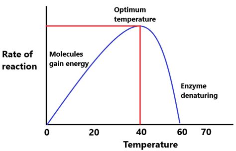 Enzymes - IGCSE Biology Notes (2020)