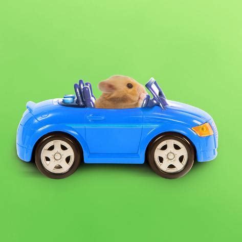 Hamster Driving Miniature Sports Convertible Car Photographic Print - AllPosters.ca