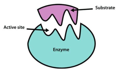 Describe the Structure of an Enzyme - Charity-has-Robles