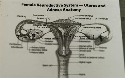 SOLUTION: Uterus and adnexa anatomy - Studypool