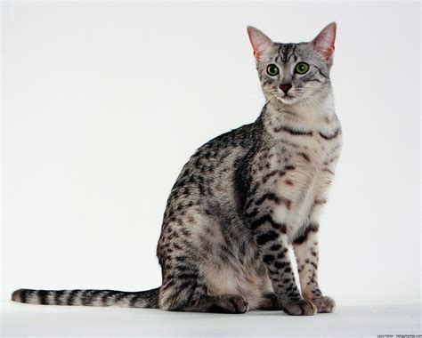 The elegant Egyptian Mau has a spotted coat.