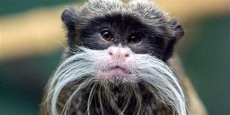 Emperor Tamarin Fact Sheet - Adelaide Zoo