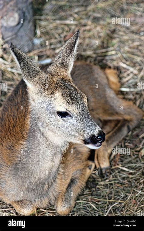 A small deer. This baby is some weeks old Stock Photo - Alamy