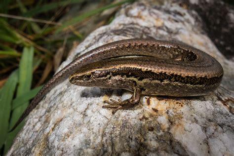 Northern grass skink | Oligosoma polychroma | Carey Knox | Flickr