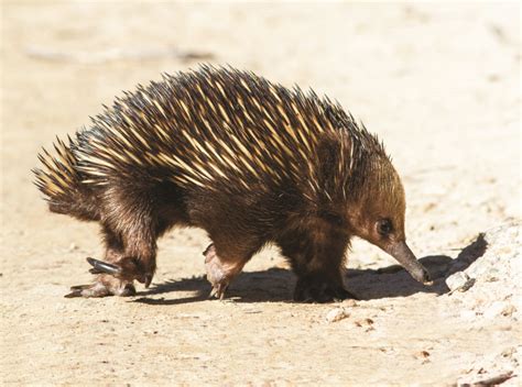 echidna Archives - Australian Geographic