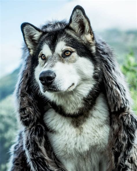 Feris,the viking dog. | Dogs, Wolf life, Wolf dog