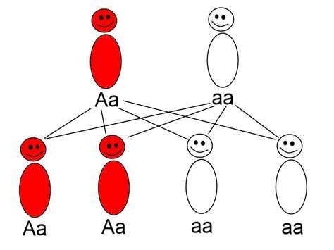 Hereditary Spherocytosis- ANK1 - Home