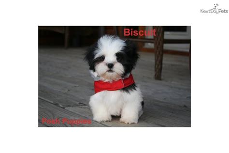 Meet Biscuit a cute Mal-Shi - Malshi puppy for sale for $500. Biscuit Sweet Black And White ...