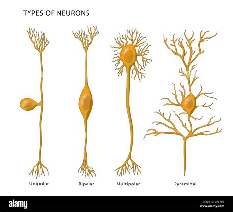 Jenis Jenis Neuron Fungsi Dan Karakteristiknya Konsep Pentingnya | My ...