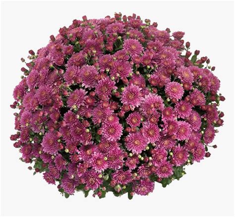 Belgian Mums® Amiko Violet - Chrysanthemum, HD Png Download ...