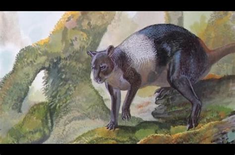 Kangaroo species, now extinct, identified by fossil hunters after being found in PNG highlands ...